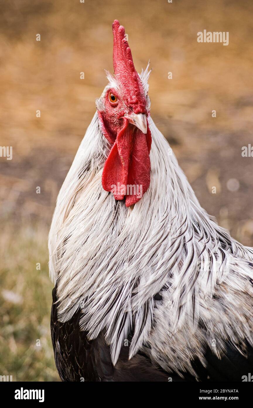 Chicken and a rooster immagini e fotografie stock ad alta risoluzione -  Alamy