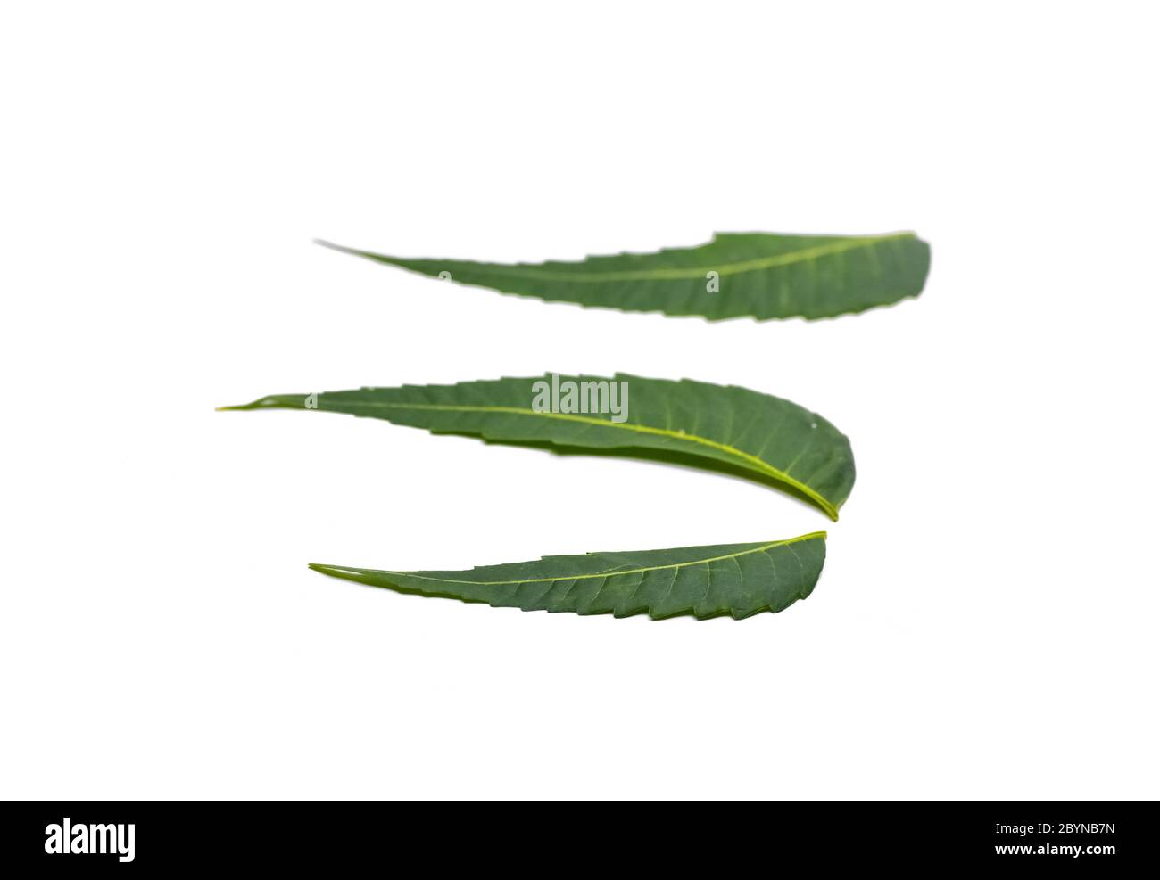 Foglio di neem medicinale isolato su sfondo bianco Foto Stock
