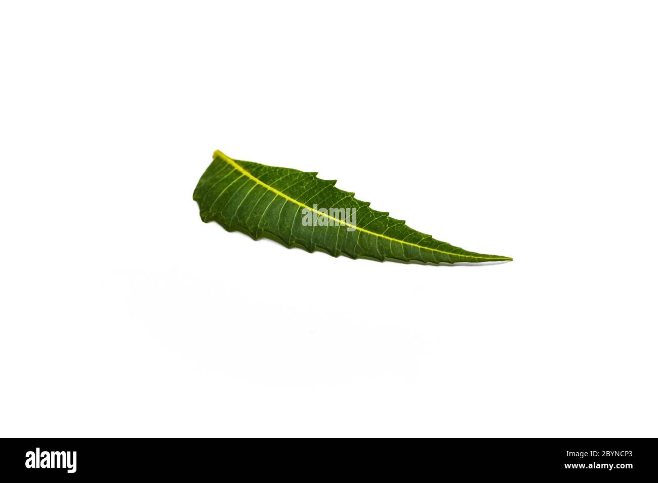 Foglio di neem medicinale isolato su sfondo bianco Foto Stock