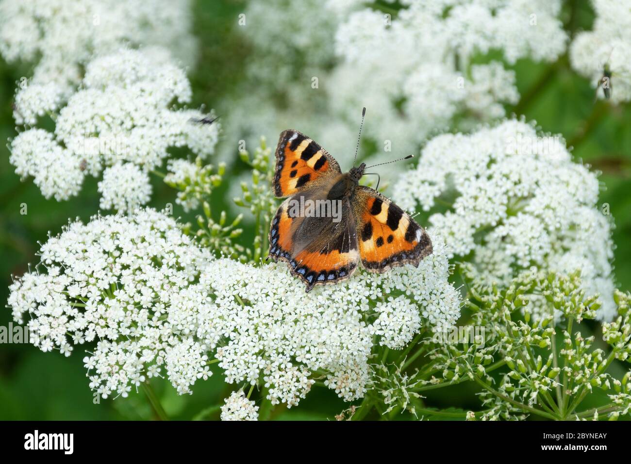 Piccola farfalla di tartaruga (Aglais orticae) che si nuda al nettare da fiori selvatici, Regno Unito Foto Stock