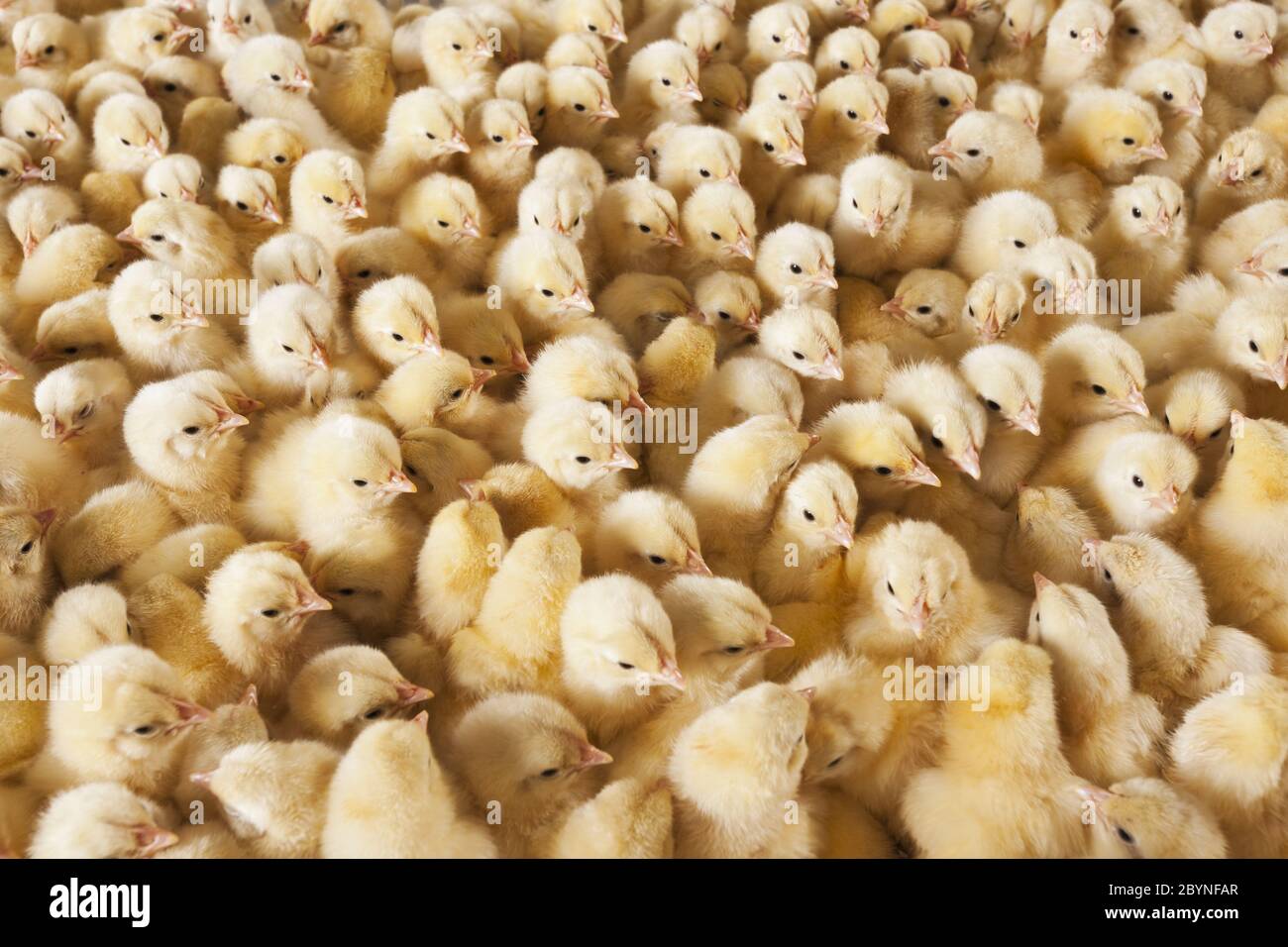 Grande gruppo di pulcini per bambini in allevamento di pollo Foto Stock