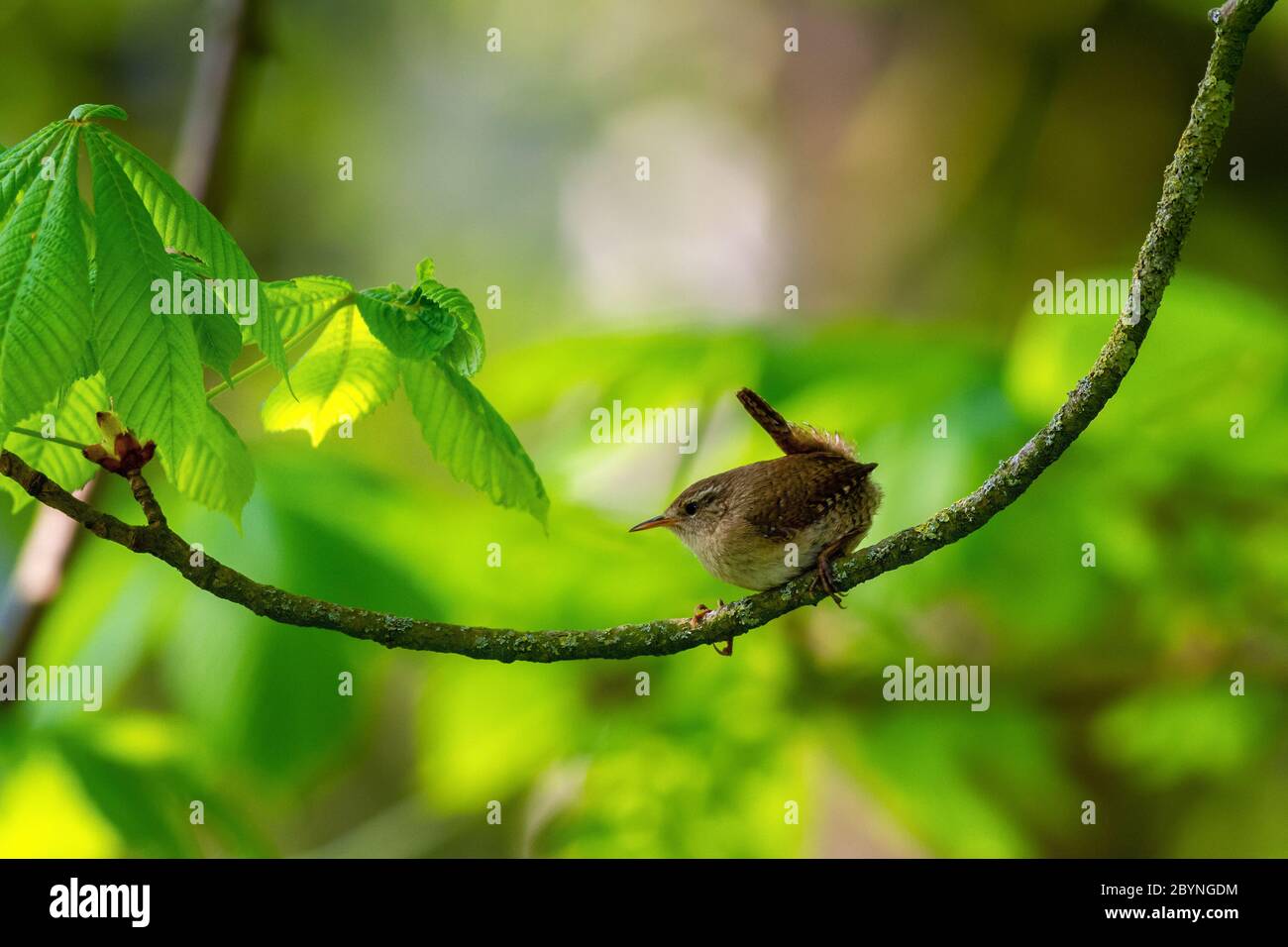 Bella foto primaverile di un wren (Troglodytidae) bilanciato su un ramo di albero di horsechestnut con fogliame primaverile, West Yorkshire, UK Foto Stock