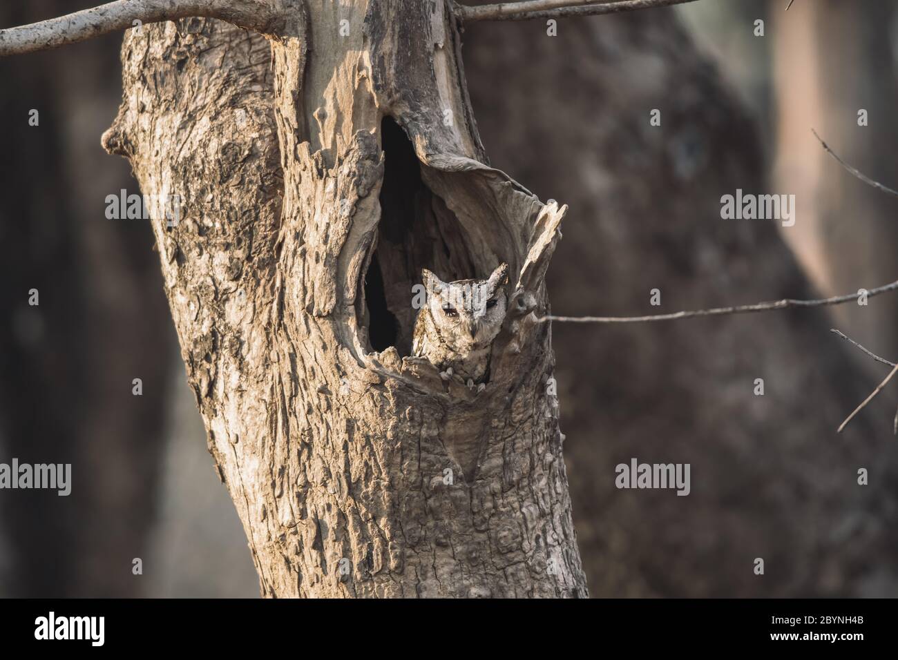 Indian Scops Owl, Umred Karhandla Wildlife Sanctuary, Maharashtra, India Foto Stock