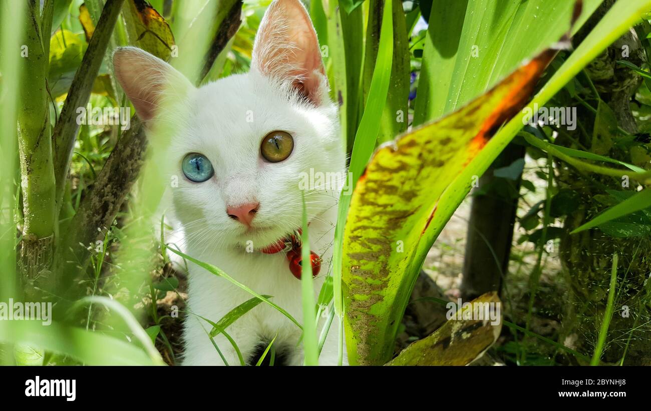 gatto con due occhi di colore blu e giallo in legno di spazzolame Foto Stock