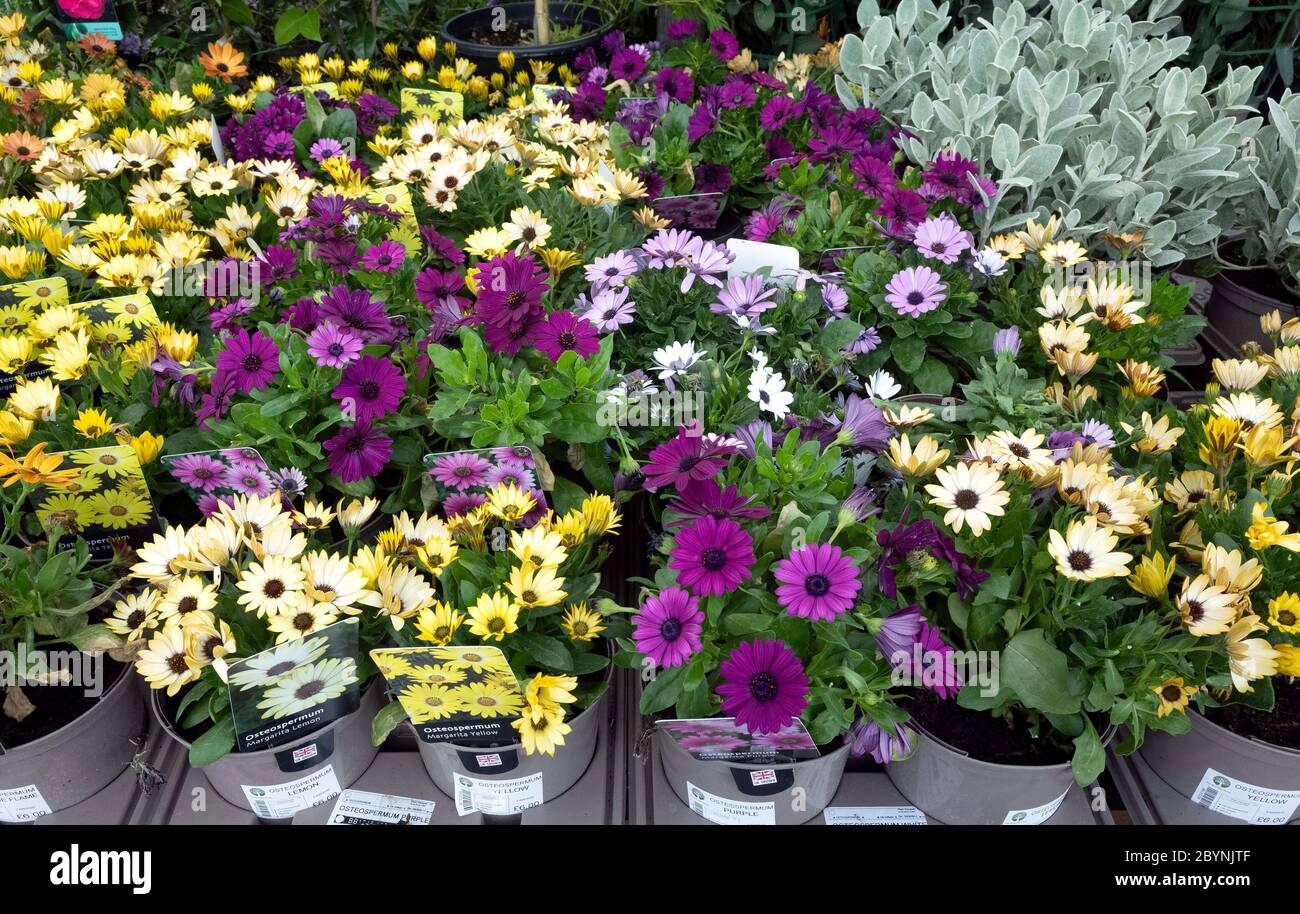 Esposizione del centro di giardino delle piante di fiore di Osteospermum all'inizio dell'estate, per la vendita come piante da letto per piantare. Foto Stock