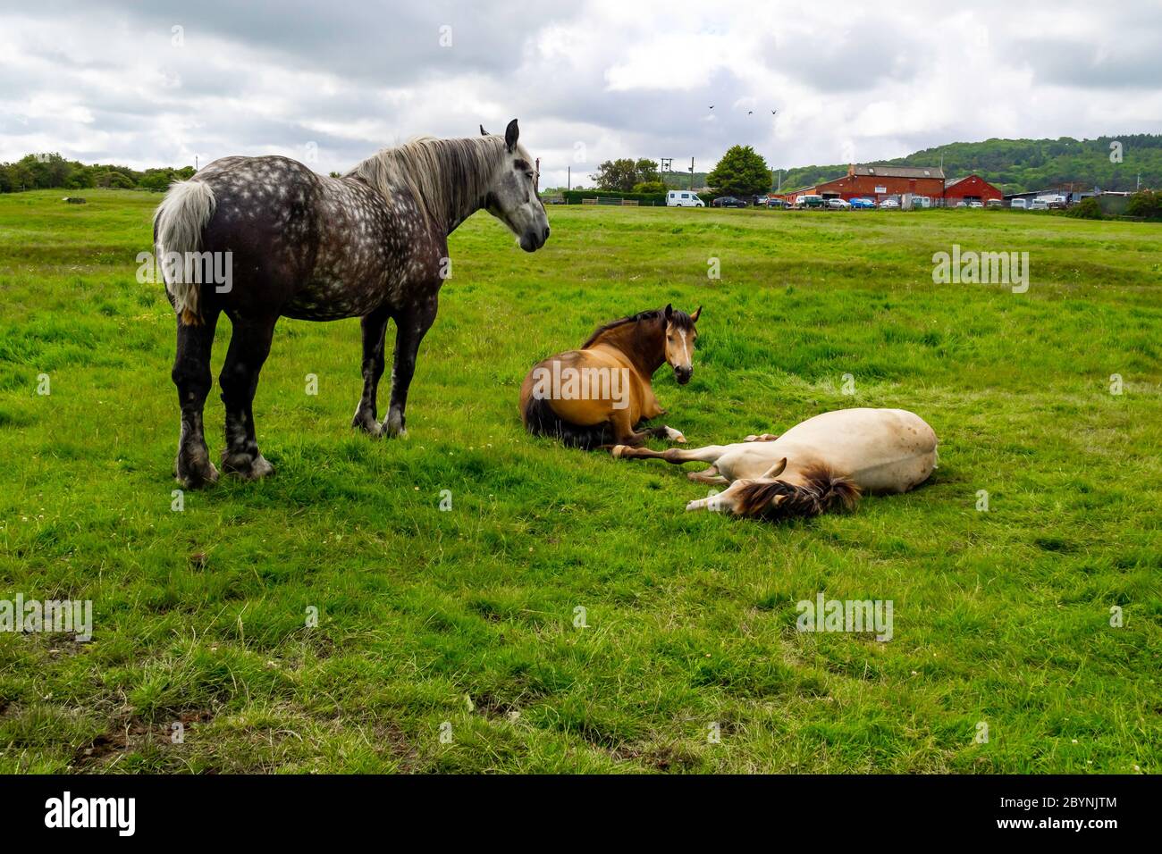 Tre cavalli da fattoria che riposano in un campo nel Nord Yorkshire un grande cavallo grigio e due cavalli più piccoli che si trovano in giù Foto Stock