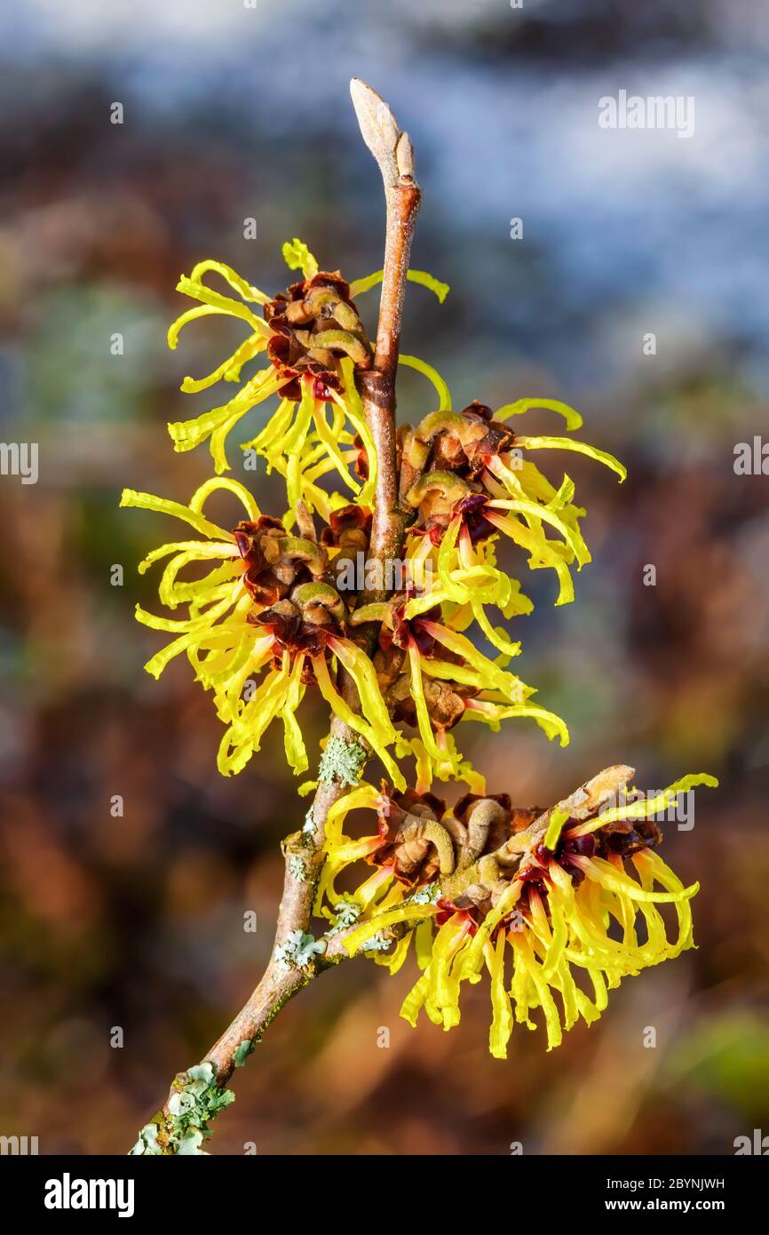 Hamamelis x Intermedia 'Primavera' (Hazel strega) una primavera gialla fiore arbusto stock foto Foto Stock
