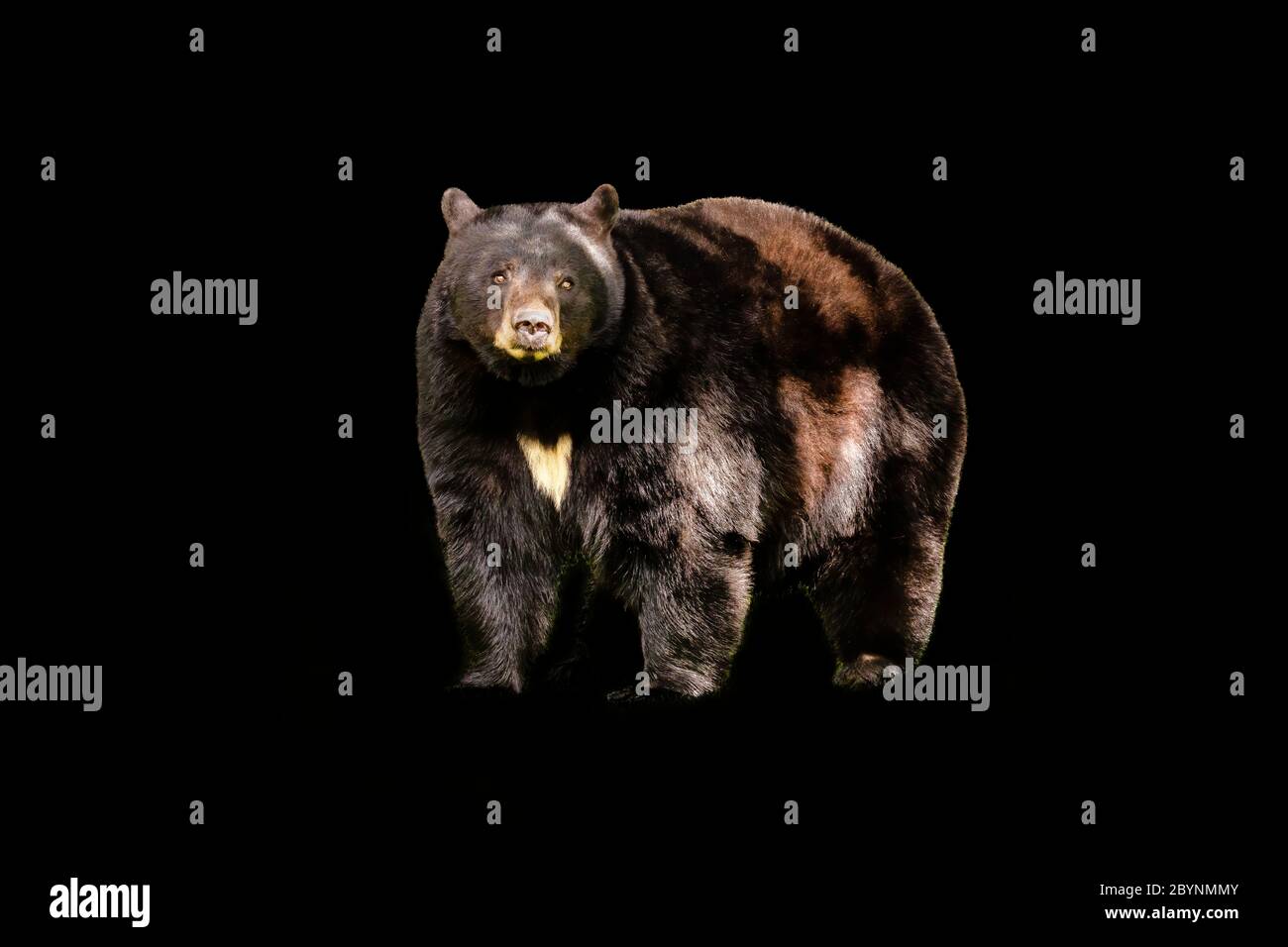 Orso nero nordamericano (Ursus americanus) Orso in piedi Foto Stock