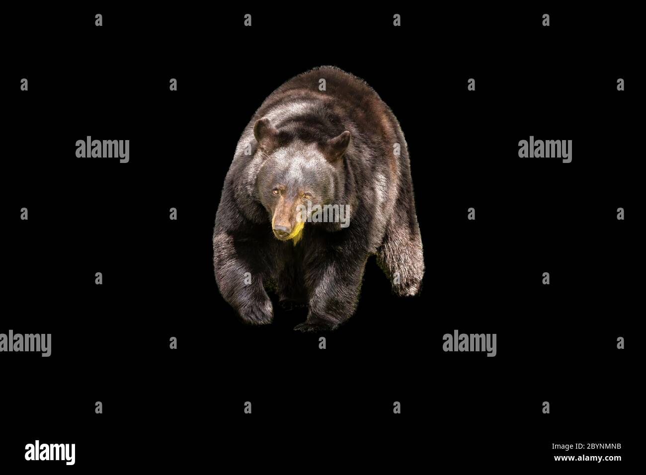 Orso nero nordamericano (Ursus americanus) Bear Walking Foto Stock