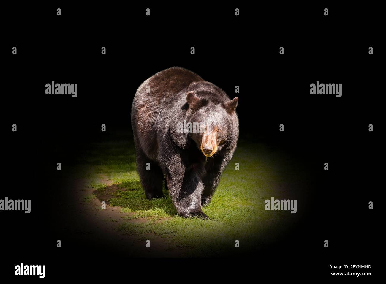 Orso nero nordamericano (Ursus americanus) Bear Walking Foto Stock