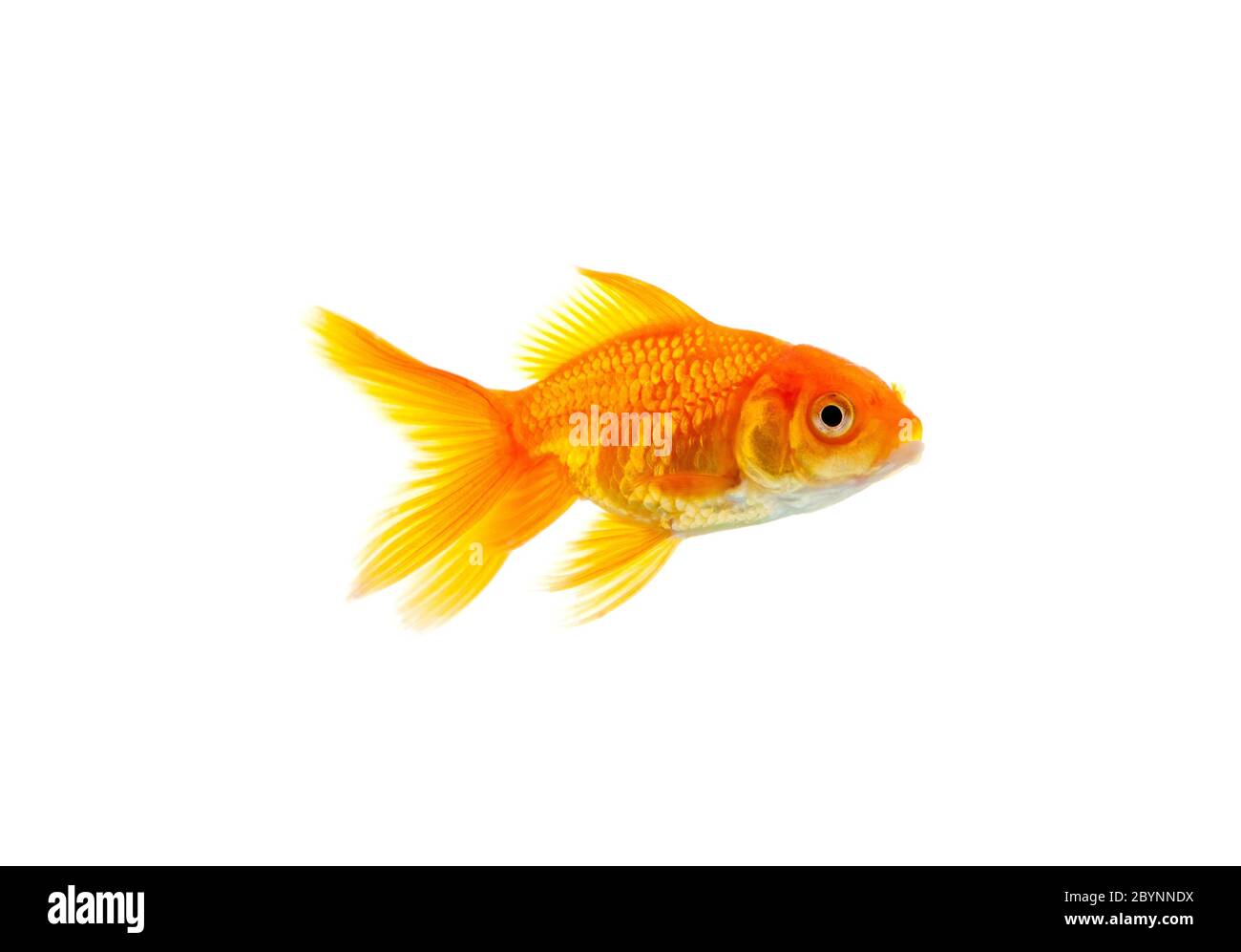 Pesce rosso Foto Stock