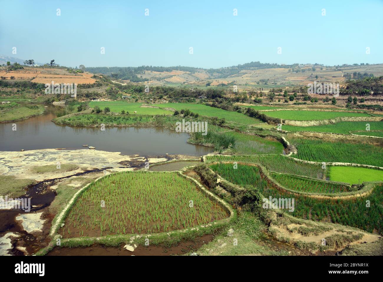 Qui sono indicati i campi vicino alla città di Sahambavy in Madagascar. Le colture più importanti sono il riso insieme alle patate di manioca e al tè. Foto Stock