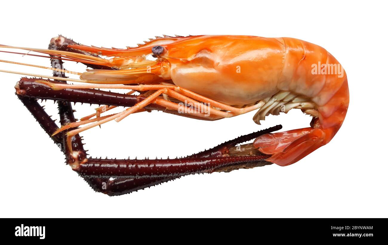 river gamberi cibo isolato su sfondo con la parte tagliata a stampo di ritaglio Foto Stock