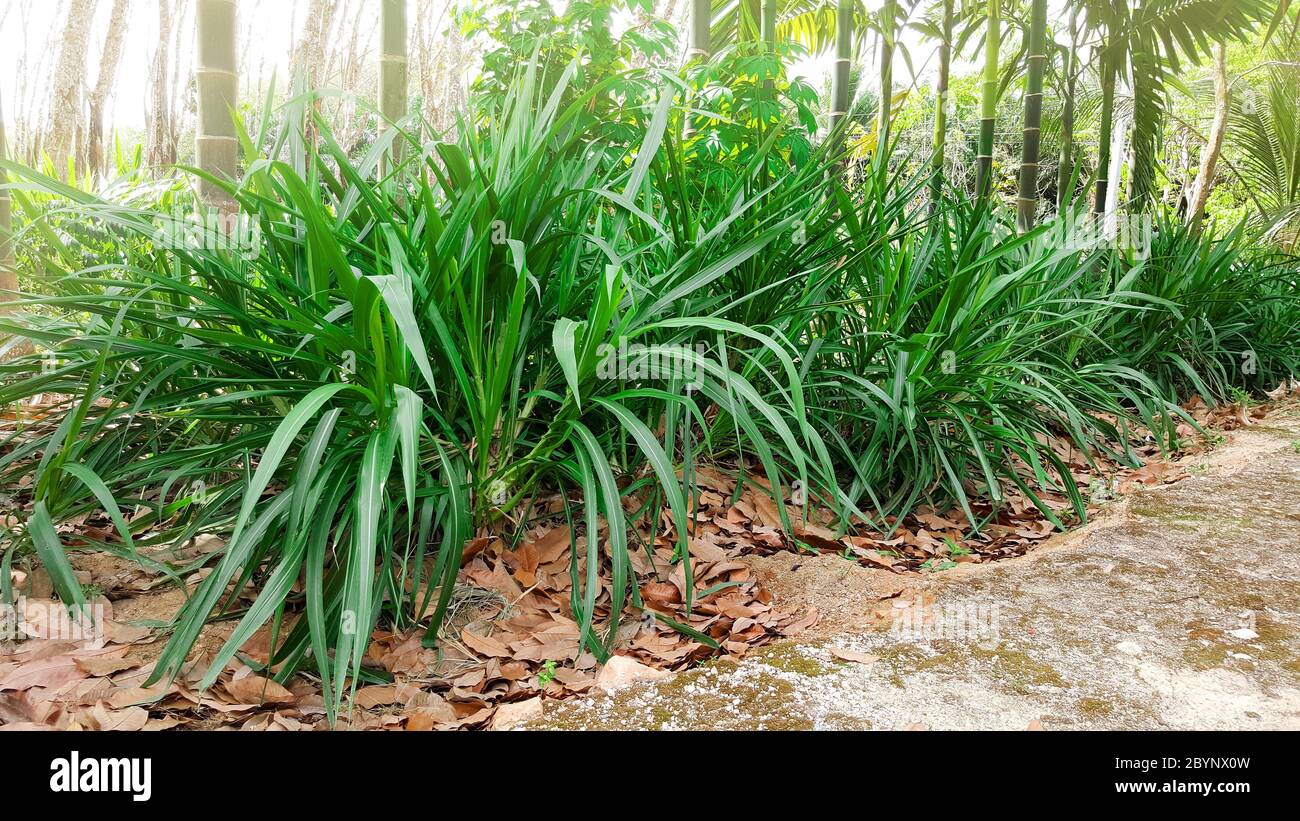 erba di napier, erba di elefante, purpureo di pennisetum Foto Stock