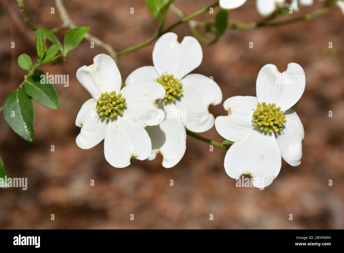 I fiori di un albero di Dogwood in fiore. Foto Stock