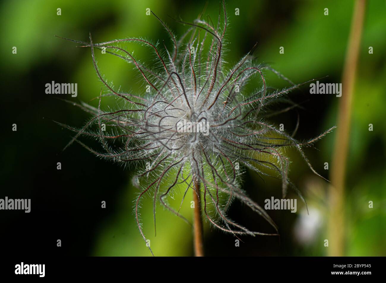 Fiori da giardino, Pulsatilla, Amburgo, Germania Foto Stock