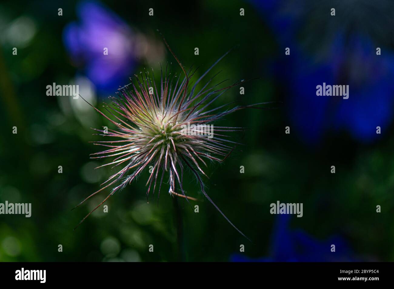 Fiori da giardino, Pulsatilla, Amburgo, Germania Foto Stock