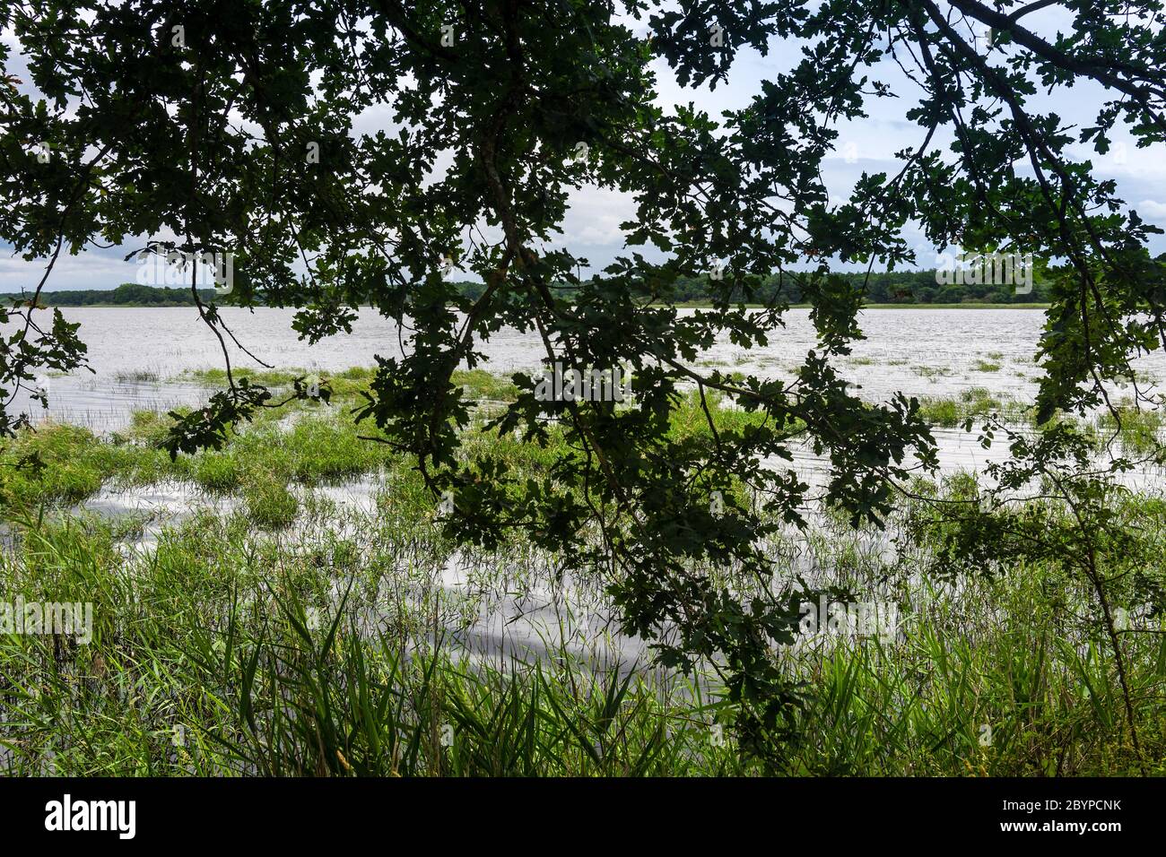 La quercia si dirama e si allontana contro un lago nel Parco Nazionale e Riserva Naturale della Brenne, Indre, Francia. Foto Stock