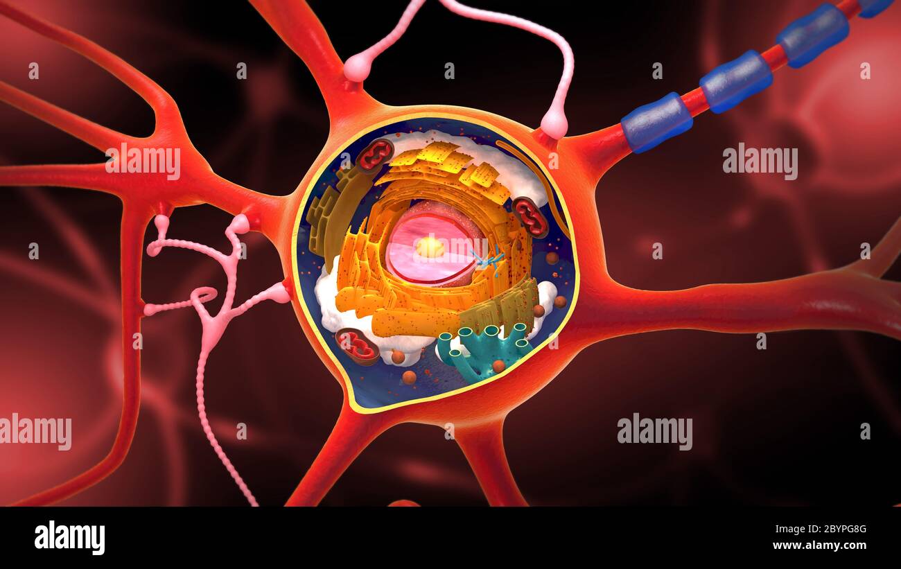 Sezione trasversale di un neurone e di una cellula-costruzione con le sue parti differenti - illustrazione 3D Foto Stock