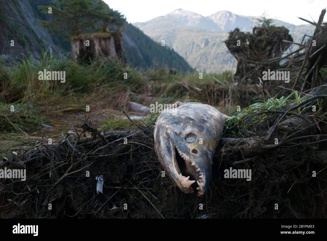 Un salmone Coho morto, generato fuori, nell'estuario del fiume Mussel, in Mussel Inlet, Fiordland Conservancy, Great Bear Rainforest, British Columbia, Canada. Foto Stock