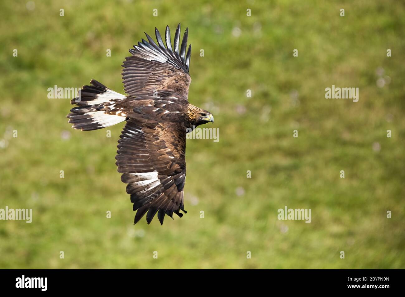 Golden Eagle, Aquila chrysaetos, volare con ali stese in largo su prato con erba verde in background in estate. Wild rapace con brown feat Foto Stock
