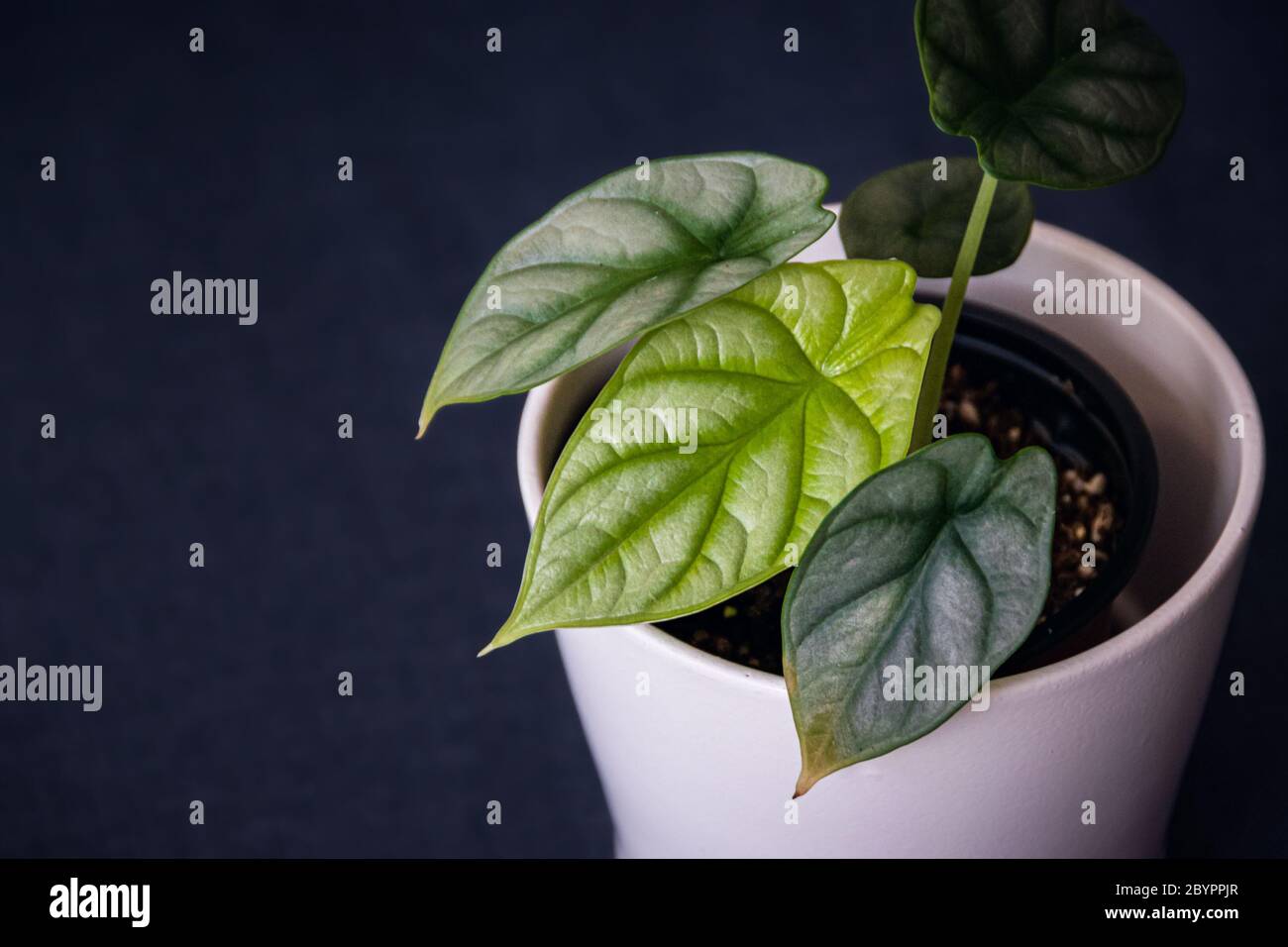 Plantlet Alocasia Argento Dragon con foglie verdi e un po' di ingiallimento sulla punta. Primo piano su una pianta domestica su sfondo grigio. Foto Stock