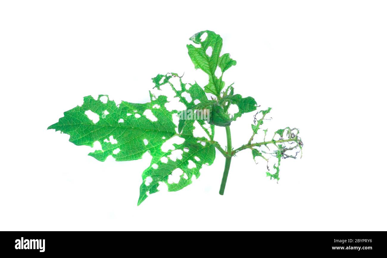 foglia danneggiata con malattia o malattia. pianta verde Foto Stock