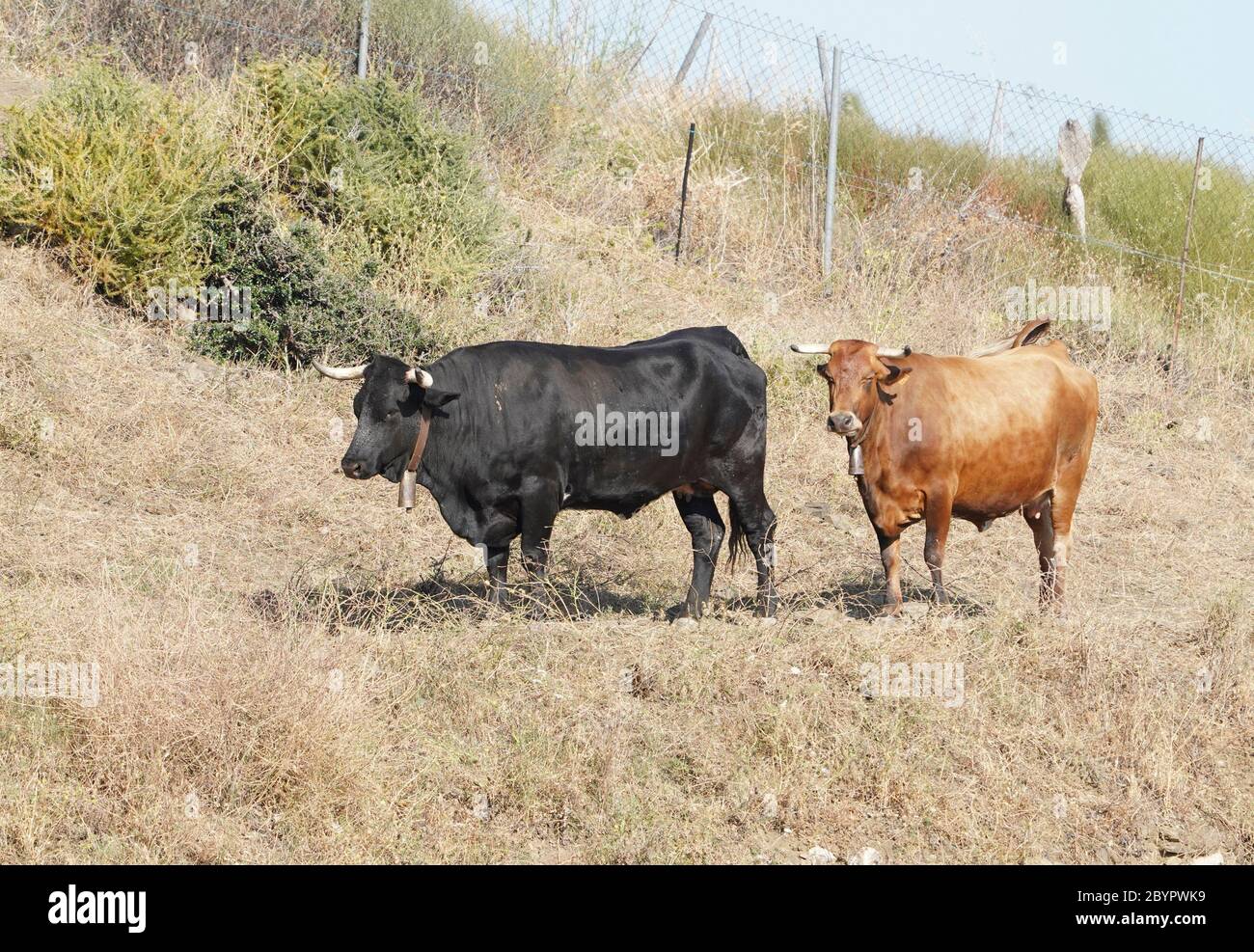 Due buoi in un campo in Andalusia, Spagna. Foto Stock