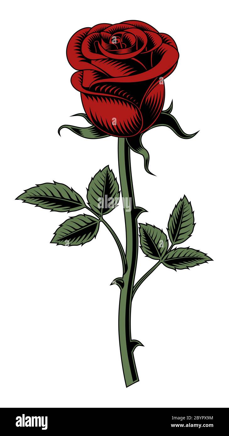 Rosa rossa su sfondo bianco. Illustrazione vettoriale. Illustrazione Vettoriale