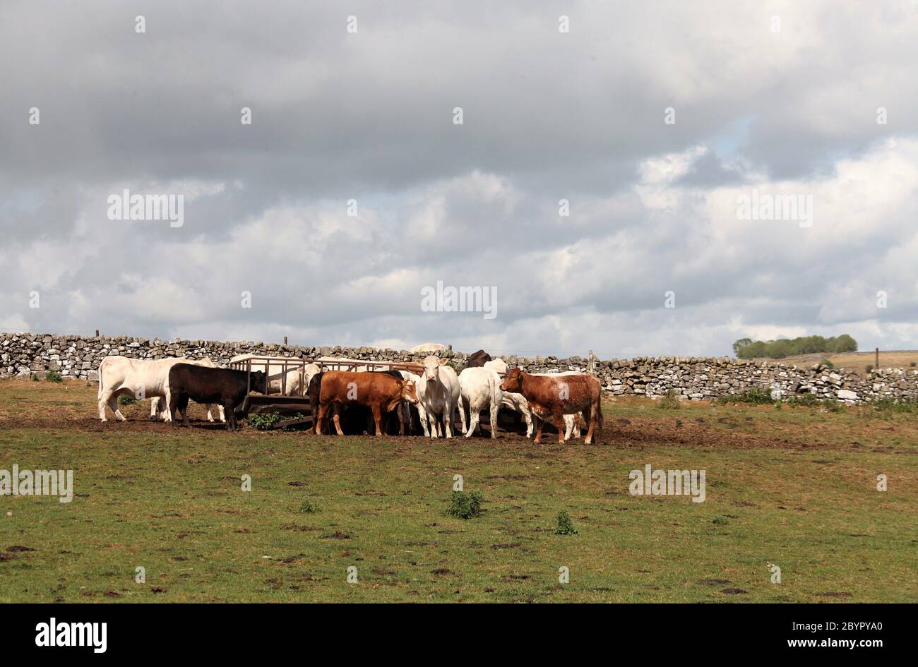 Nutrire bestiame vicino a un sentiero pubblico attraverso i terreni agricoli in una fattoria di Staffordshire Foto Stock
