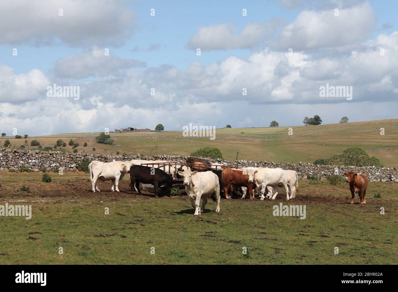 Nutrire bestiame vicino a un sentiero pubblico attraverso i terreni agricoli in una fattoria di Staffordshire Foto Stock