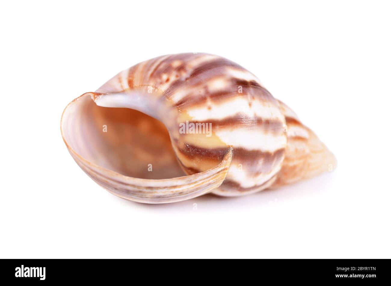 Mare cockleshell isolato su sfondo bianco Foto Stock