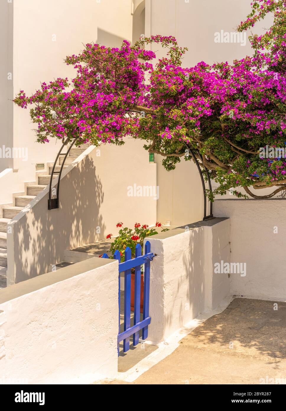 Ben posizionato Bougainvillea Ornamental Vine aggiungere colore ad un ingresso della proprietà sull'isola greca di vacanze di Santorini. Foto Stock