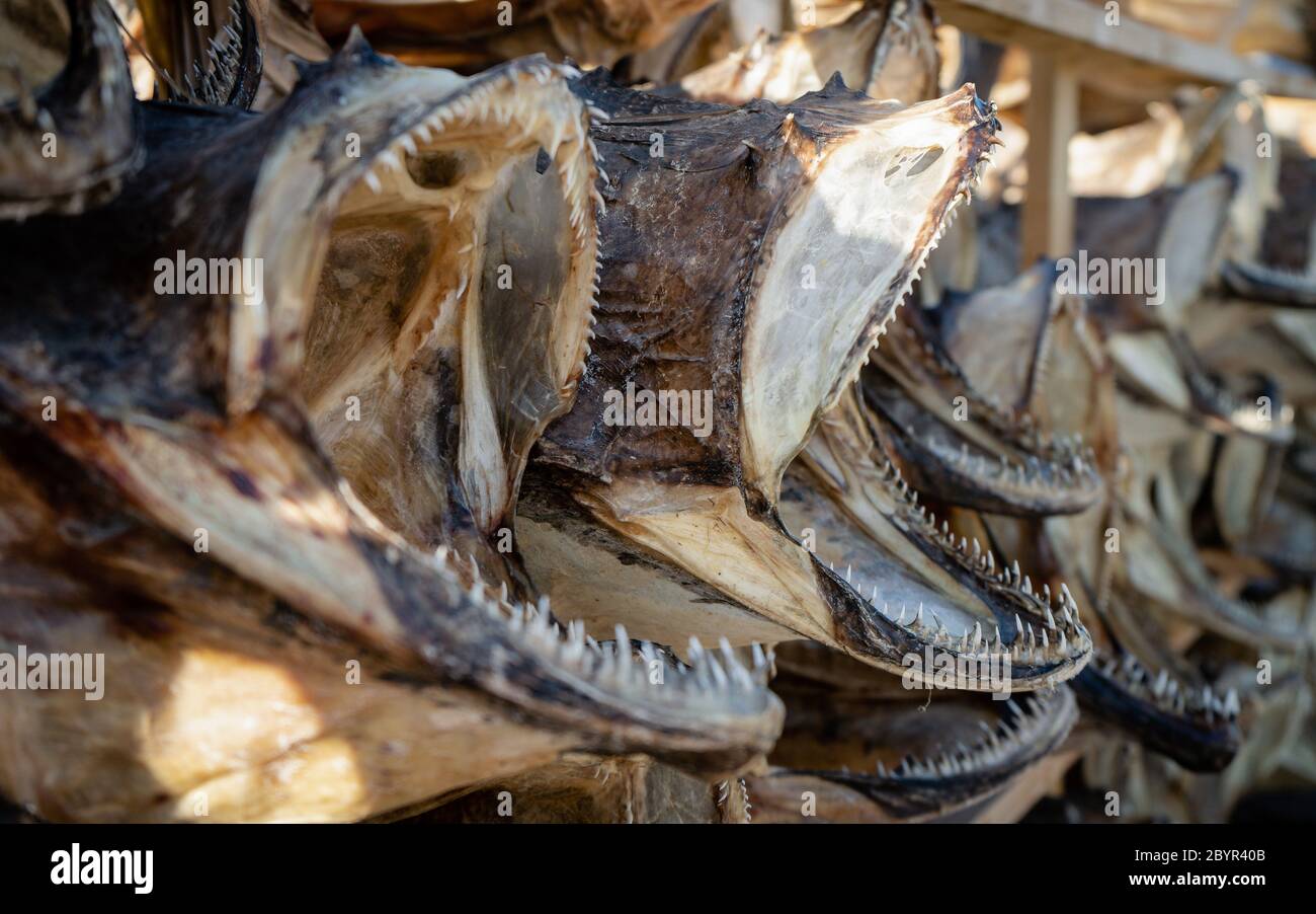 Essiccazione tradizionale teste di merluzzo essiccando su scaffali tradizionali in legno nelle isole Lofoten Villaggio di pescatori di Hannoy, Lofoten, Norvegia. Teste di pesce secco Foto Stock