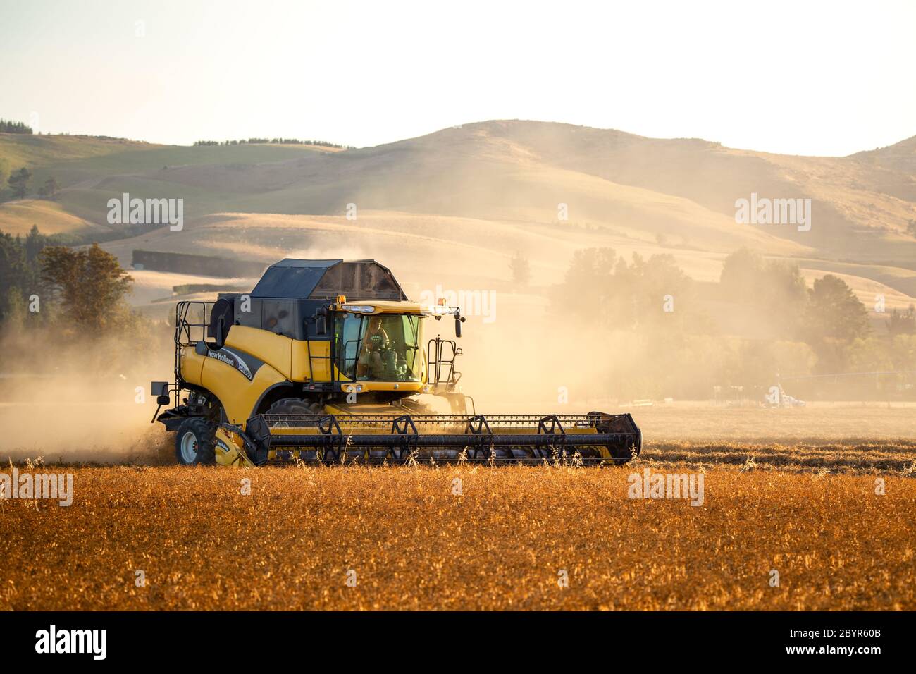 Sheffield, Canterbury, Nuova Zelanda, febbraio 10 2020: Una mietitrebbia gialla CR980 New Holland al lavoro in un campo di piselli coltivati per semi Foto Stock