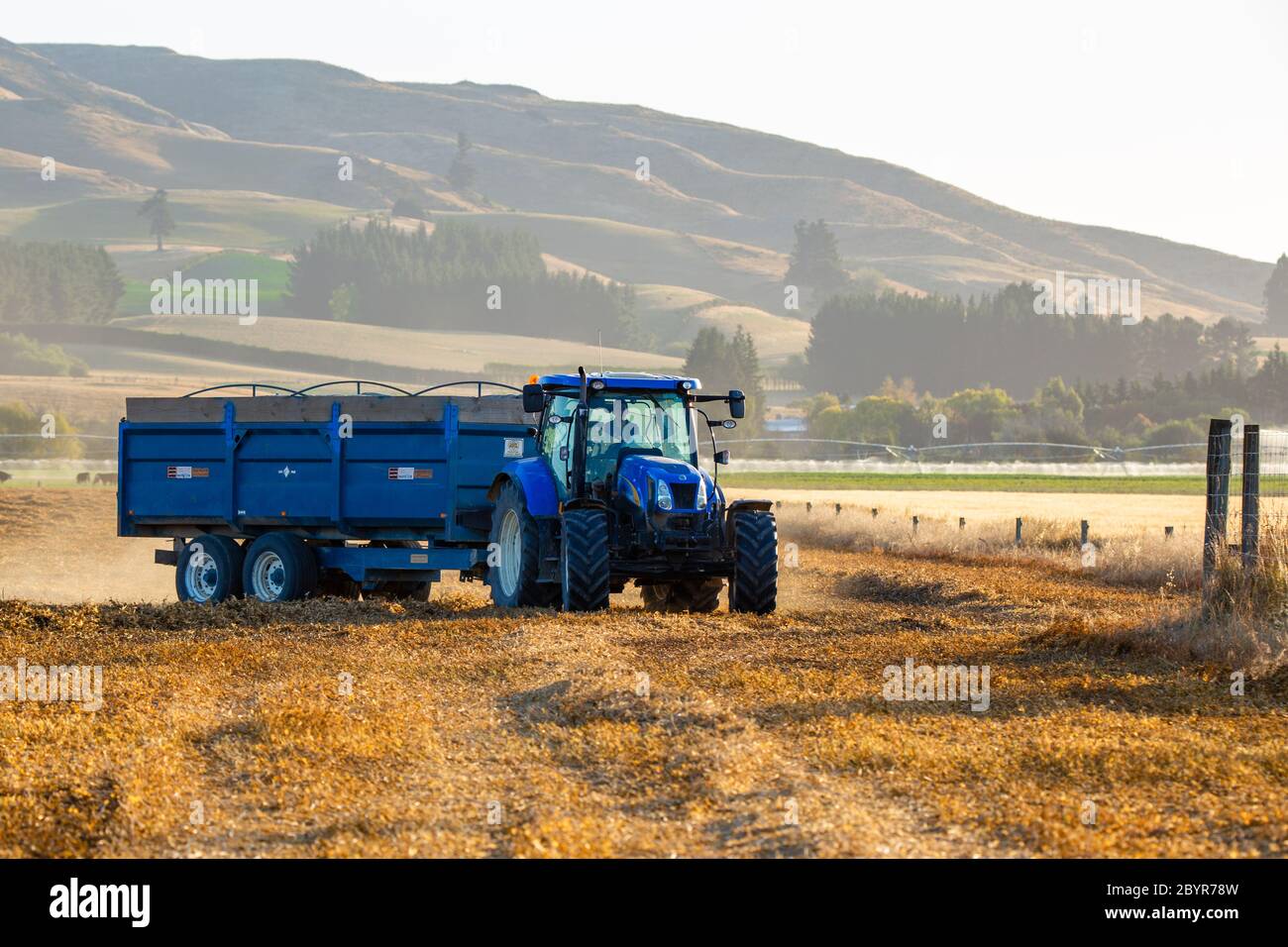 Sheffield, Canterbury, Nuova Zelanda, febbraio 10 2020: Un trattore New Holland blu con un contenitore per semi trasporta i piselli da una mietitrebbia in un'azienda agricola Foto Stock
