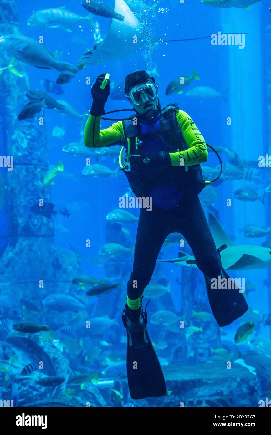 Enorme acquario di Dubai. Subacqueo che alimenta i pesci. Foto Stock