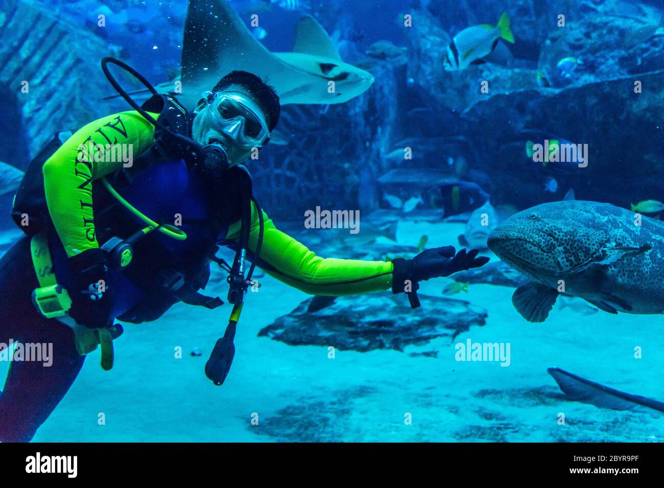 Enorme acquario di Dubai. Subacqueo che alimenta i pesci. Foto Stock