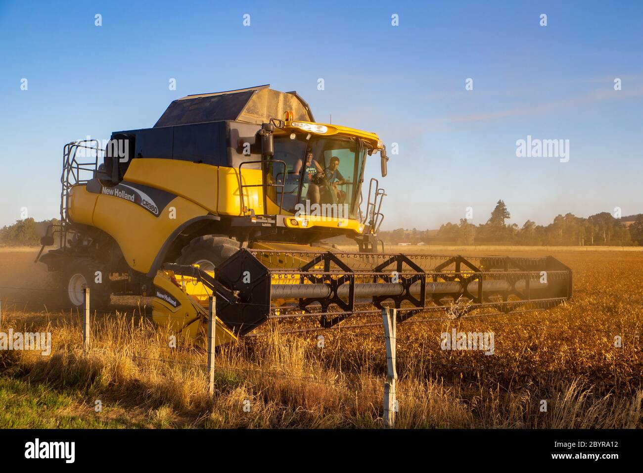 Sheffield, Canterbury, Nuova Zelanda, febbraio 10 2020: Una mietitrebbia gialla CR980 New Holland al lavoro in un campo di piselli coltivati per semi Foto Stock