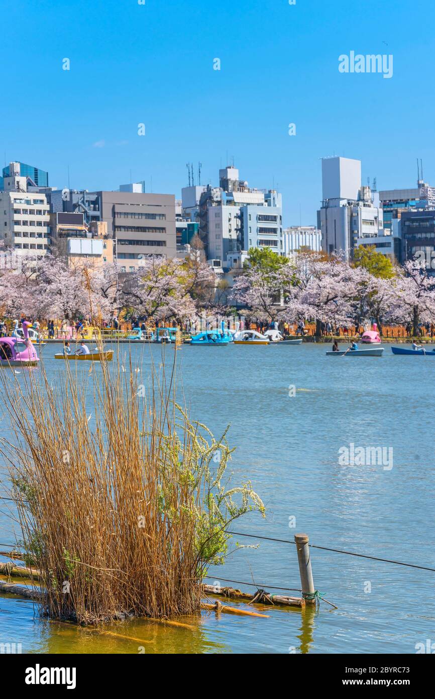 Erba di susuguki secca di fronte allo stagno di Shinobazu del tempio di Kaneiji circondato da fiori di ciliegio dove le coppie godendo pedalos a forma di anatra con costruzione Foto Stock