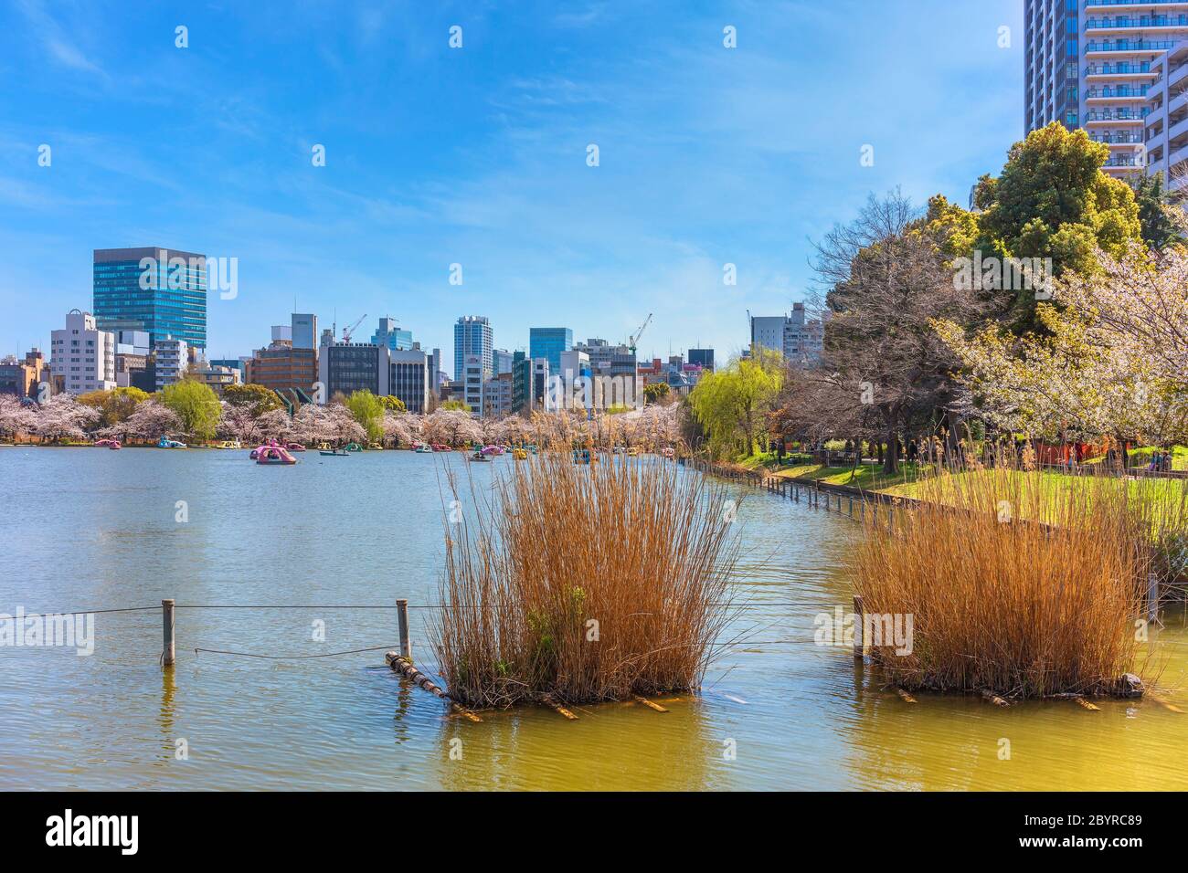 Erba di susuguki secca di fronte allo stagno di Shinobazu del tempio di Kaneiji circondato da fiori di ciliegio dove le coppie godendo pedalos a forma di anatra con costruzione Foto Stock