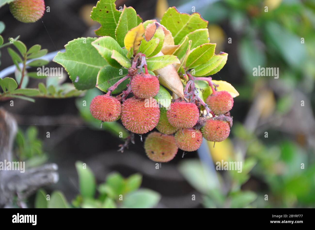 Albero di smoedo di Arbutus. Frutti di fragola detail.The frutti maturi del fragola albero. Foto Stock