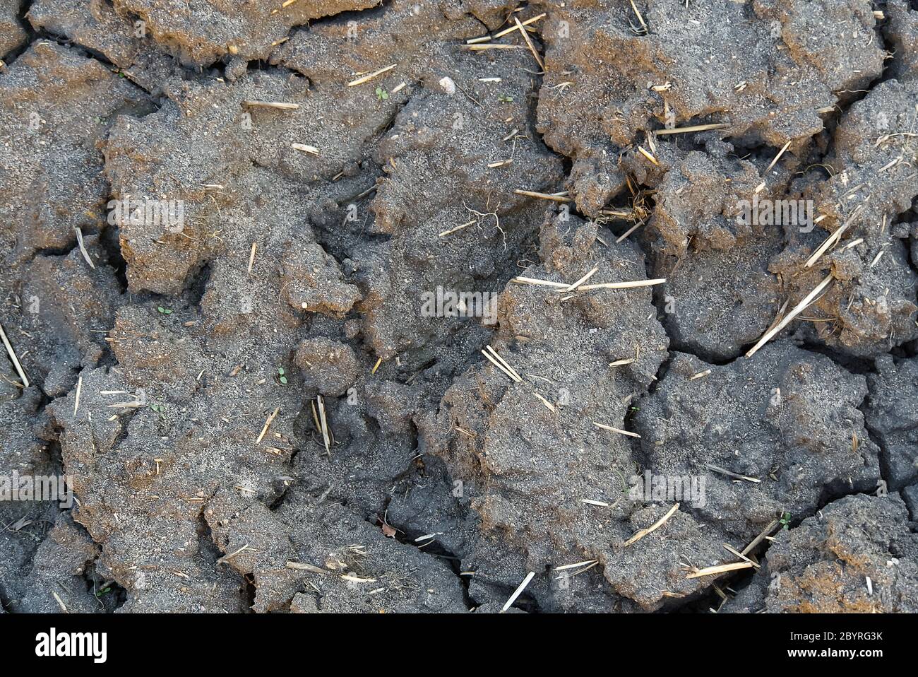 consistenza di terra incrinata asciutta. Fondo di terra asciutto e incrinato, consistenza di terra incrinata. Foto Stock