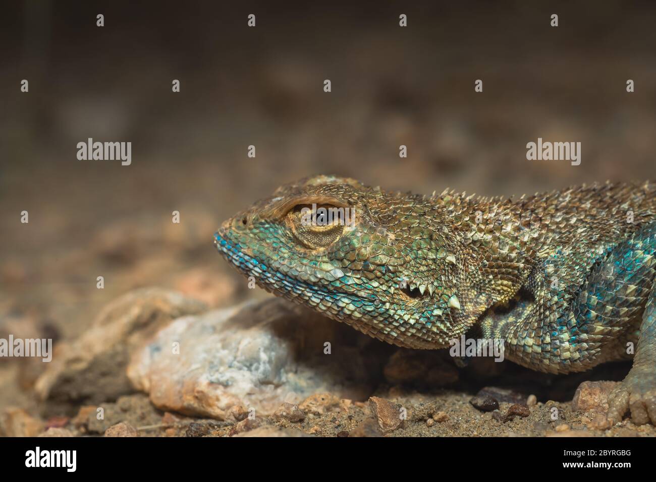 Brillante AGAMA colpo di testa, deserto Parco Nazionale, Rajasthan, India Foto Stock