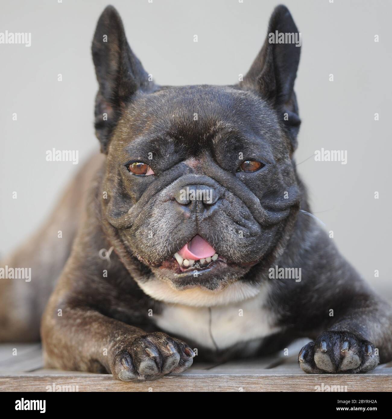 Bulldog francese Foto Stock