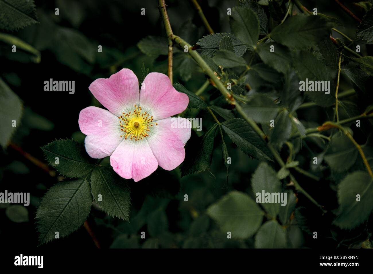 Fiore di rosa selvaggio su sfondo scuro desaturato di foglie Foto Stock