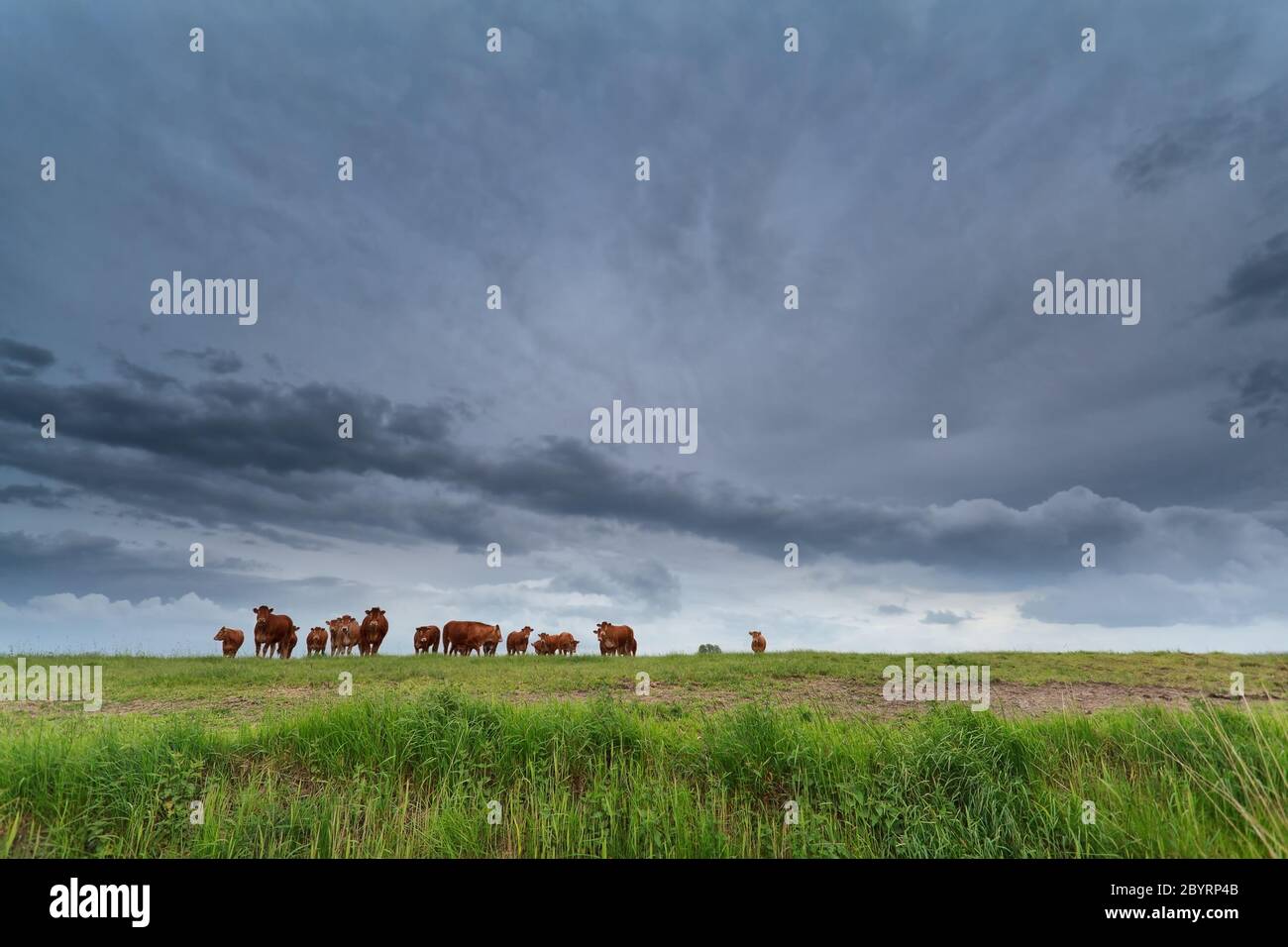 poche mucche sul pascolo e cielo tempestoso Foto Stock