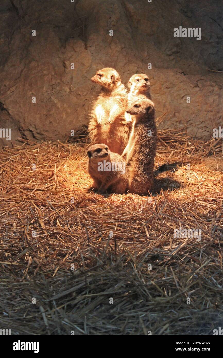 Suricate meerkat in piedi Ritratto di Suricate familly in piedi e guardare Foto Stock