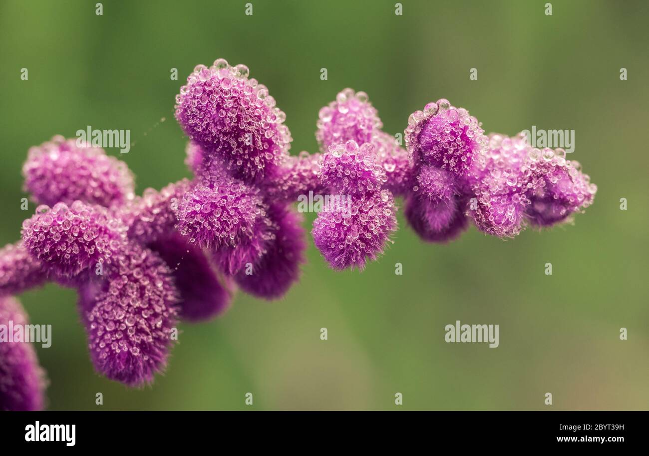Gocce di rugiada sui fiori viola di Salvia leucatha messicano Bush Sage Foto Stock