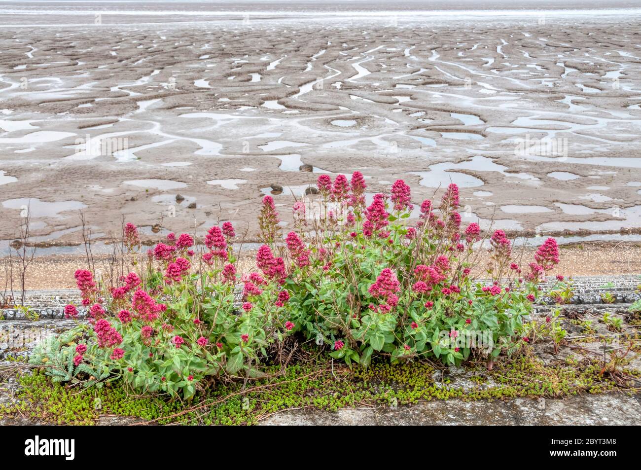 Valeriano Rosso, Centranthus ruber, che cresce sulla riva del Wash sulla costa del Norfolk. Foto Stock